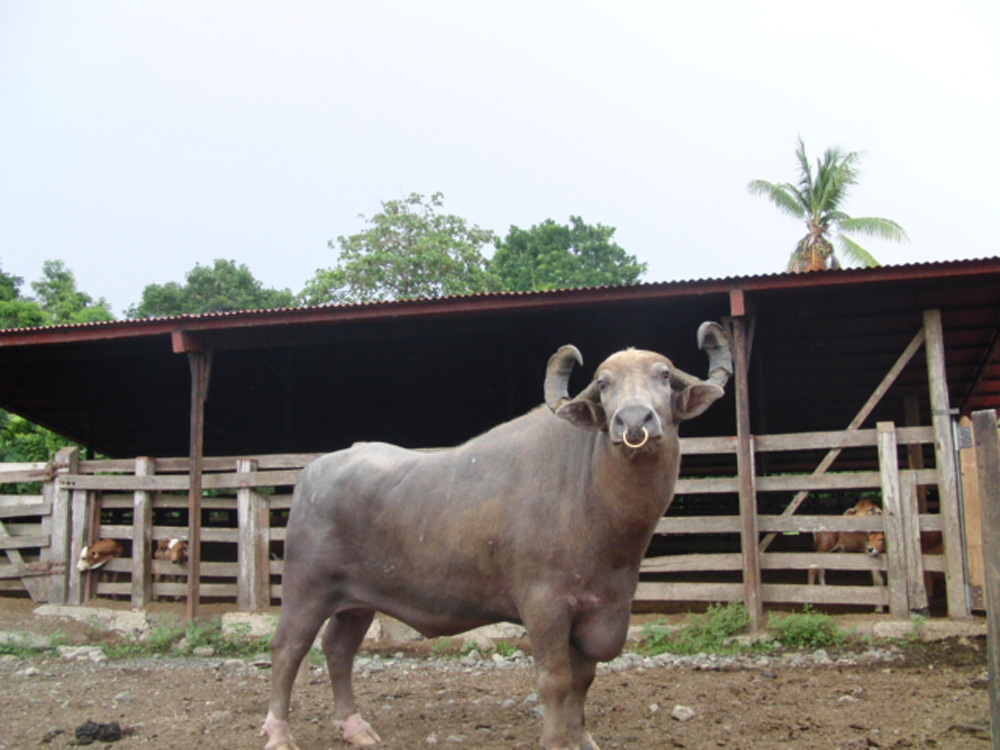 Costa Rica será sede del VII Simposio de Criadores de Búfalos