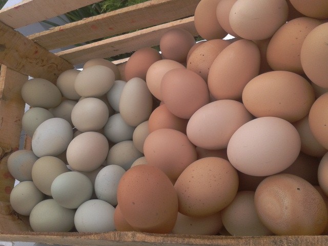 Crecen las Oportunidades de Mercado para la Producción de Huevos de Pastoreo en Costa Rica