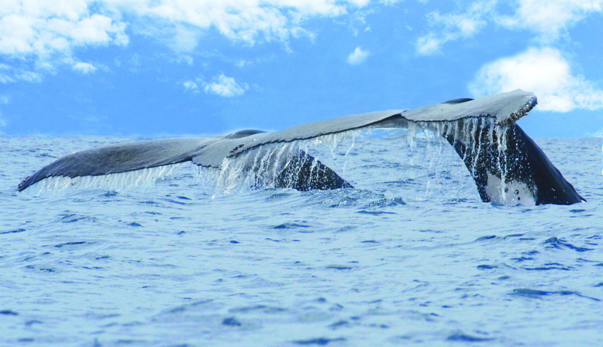 Avistamiento de ballenas y delfines dinamiza economía en Pacífico Sur