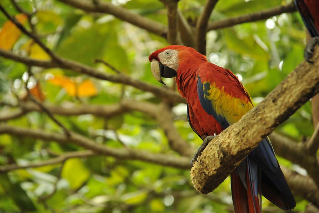 Costa Rica posicionada positivamente como destino turístico
