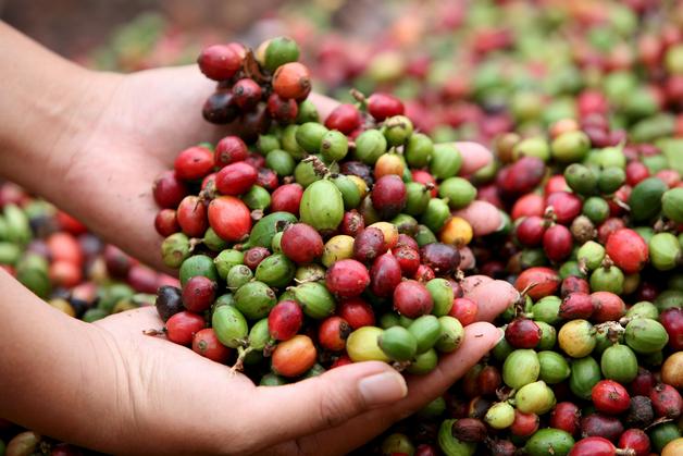 Costa Rica celebra día internacional del café