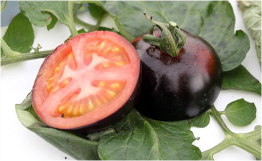 Guía para la producción de semillas  orgánicas de tomate