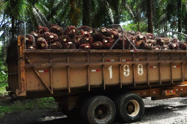 Nuevo aceite de palma: Clover Origen