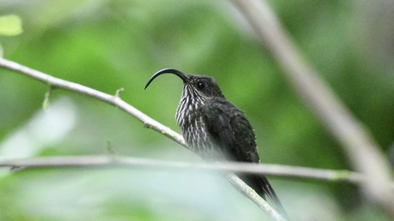 Observación de aves: un impulso para el ecoturismo y la conservación