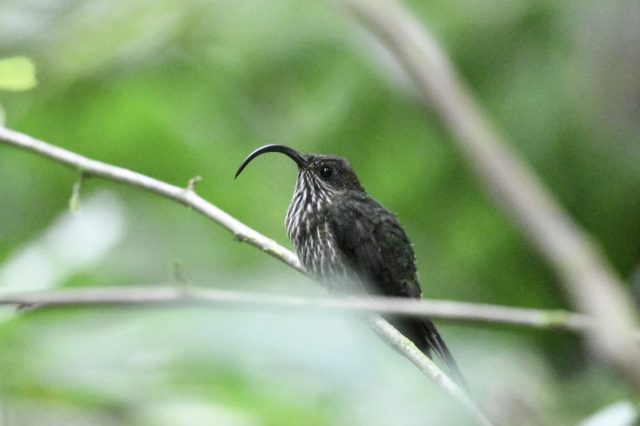 Observación de aves: un impulso para el ecoturismo y la conservación